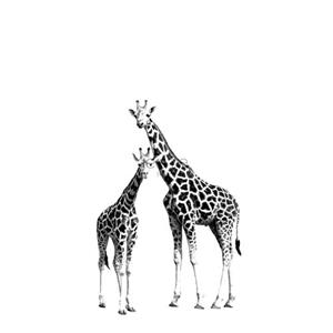 ESTAhome Fotobehang Giraffen Zwart En Wit - 158701