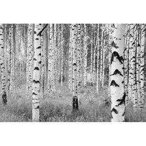 Komar Fotobehang Woods Zwart Wit - 611122 - 368 X 248 Cm