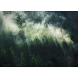 Komar Fotobehang Misty Crowns Donkergroen - 611632 - 350 X 250 Cm