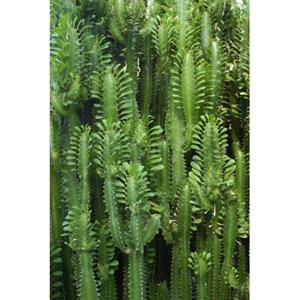 ESTAhome Fotobehang Tropische Jungle Cactus Wand