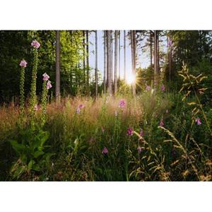 Komar Fotobehang Summer Glade Groen - 611634 - 350 X 250 Cm