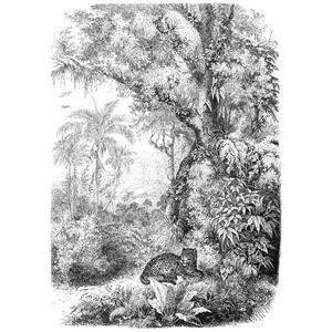 ESTAhome Fotobehang Jungle-motief Zwart Wit - 158945 - 2 X 2,79 M