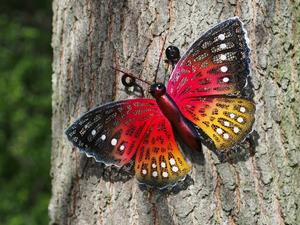 Thermobrass Wanddecoratie Oranje vlinder metaal