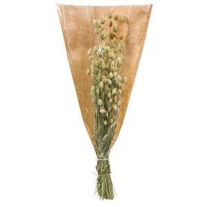 Leen Bakker Droogbloemen Phalaris - bruin - 35 cm