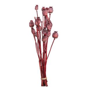 Leen Bakker Droogbloemen Bunch Papaver Holland - roze - 58 cm