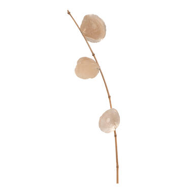 Leen Bakker Droogbloemen tak Capiz - goud - 78 cm