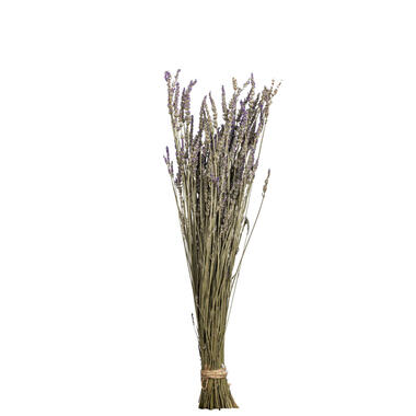 Leen Bakker Droogbloemen Lavendel - paars - 58 cm