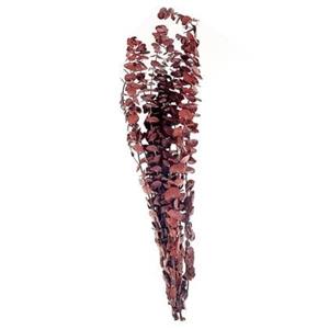 Beliani - Trockenblumen Dunkelrot 56 cm Eukalyptus Getrockneter Blumenstrauß Getrocknete Blumen Dekoration - Rot