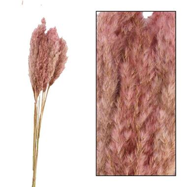 Leen Bakker Pampas pluim - roze - 70 cm