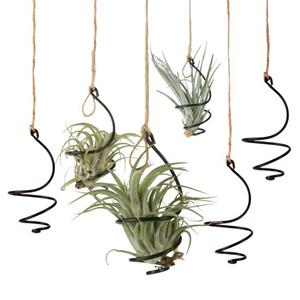 Jiamei 6 stuks luchtplantenhouder metalen hangende Tillandsia container verstelbare wervelende luchtplantenhouder voor thuis kantoor balkon tuin decoratie Sets
