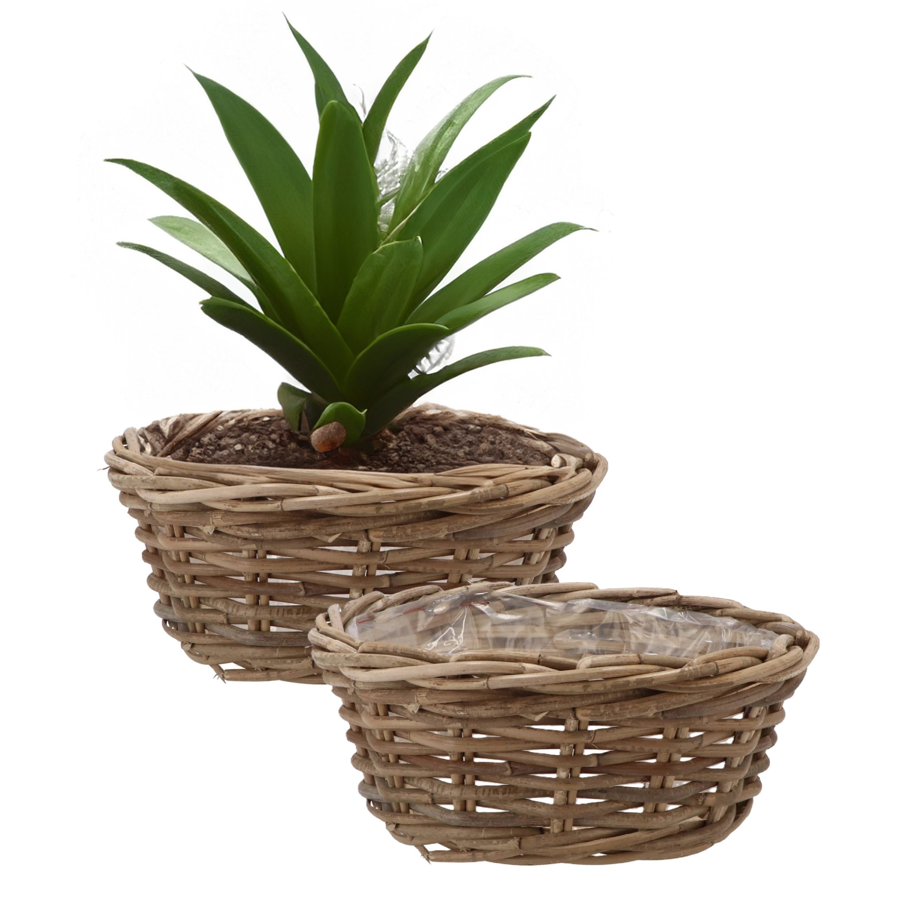 DK Design Plantenmand/aardappelmand tafelmodel - 2x - Ivy - met binnenzak - rotan - B30 x H13 cm - binnen/buit -