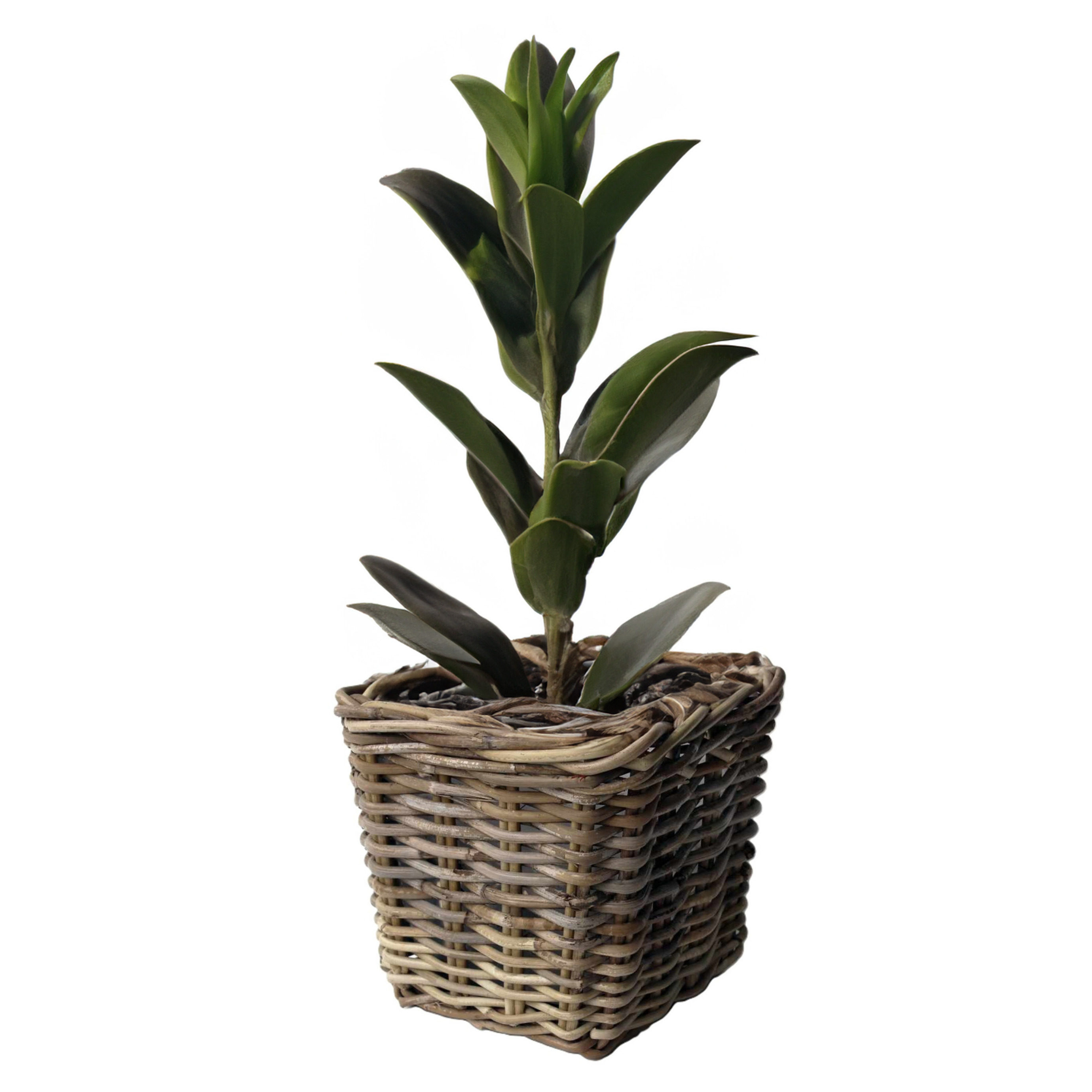 Van der Leeden Opbergmand - vierkant - rotan - gevlochten riet - L21 x B21 x H28 cm - opbergen -