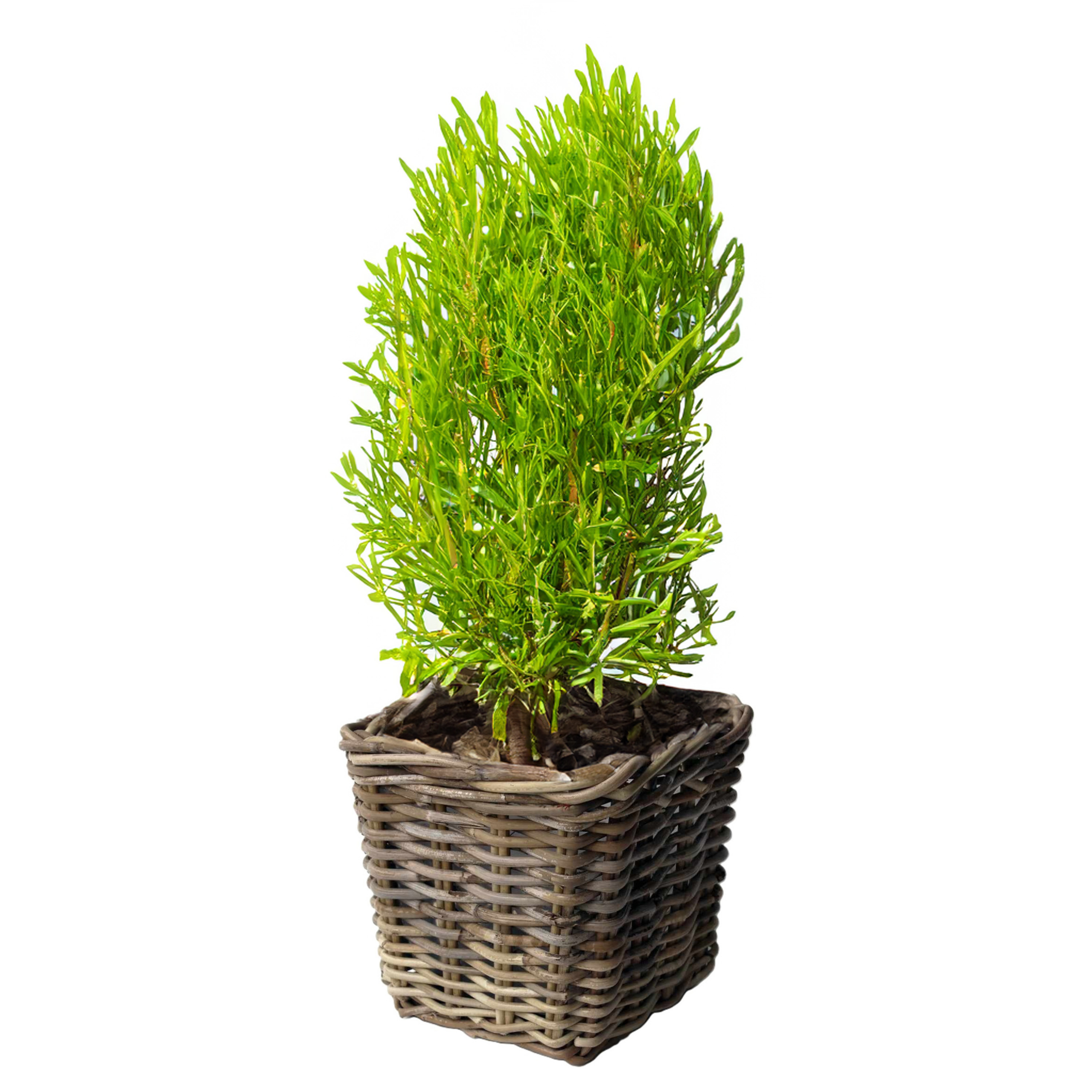 Van der Leeden Opbergmand - vierkant - rotan - gevlochten riet - L33 x B33 x H30 cm - opbergen -