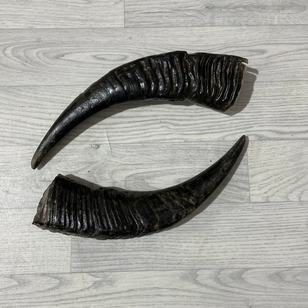 Lederstore Waterbuffel hoorns 40cm