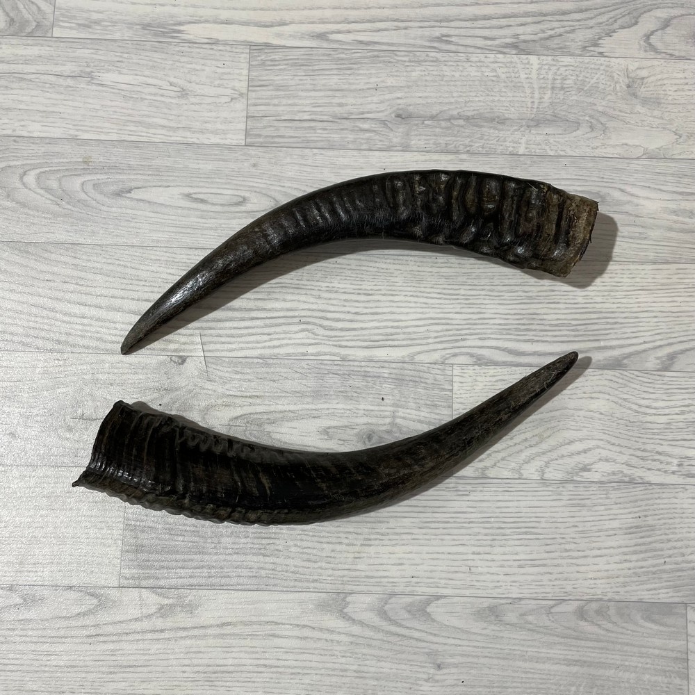 Lederstore Waterbuffel hoorns 45cm