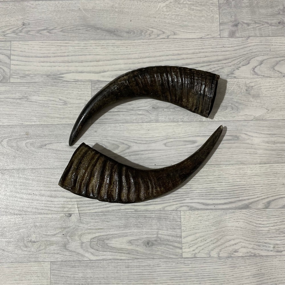 Lederstore Waterbuffel hoorns 45cm