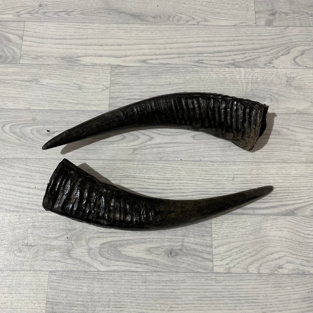 Lederstore Waterbuffel hoorns 45cm