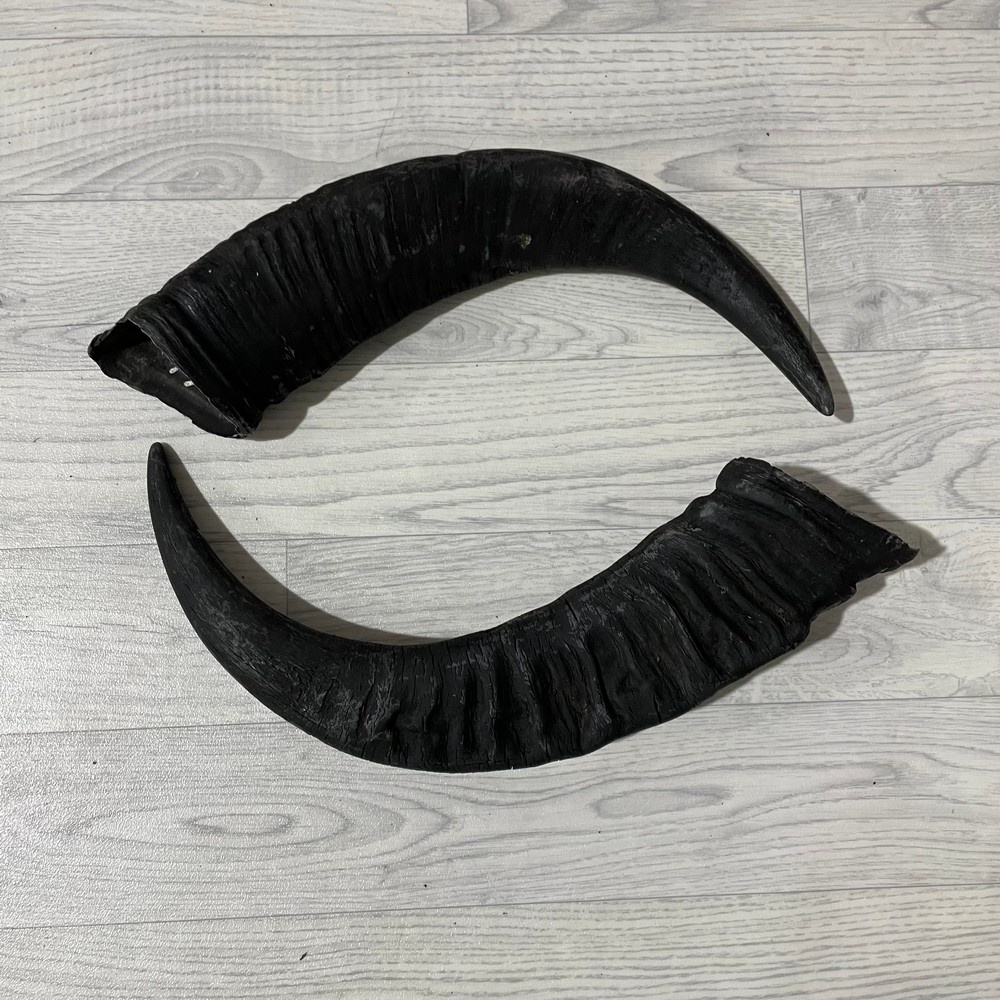 Lederstore Waterbuffel hoorns 50cm