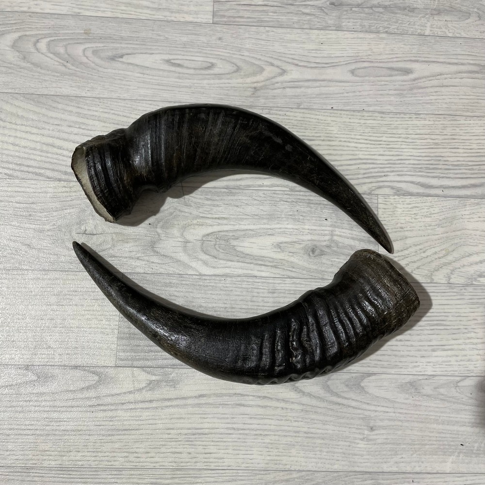 Lederstore Waterbuffel hoorns 45cm