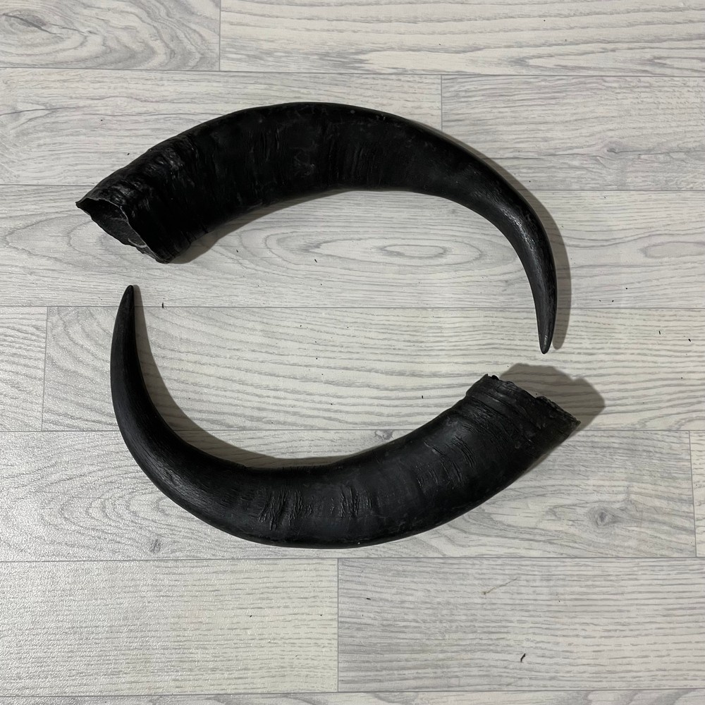 Lederstore Waterbuffel hoorns 50cm