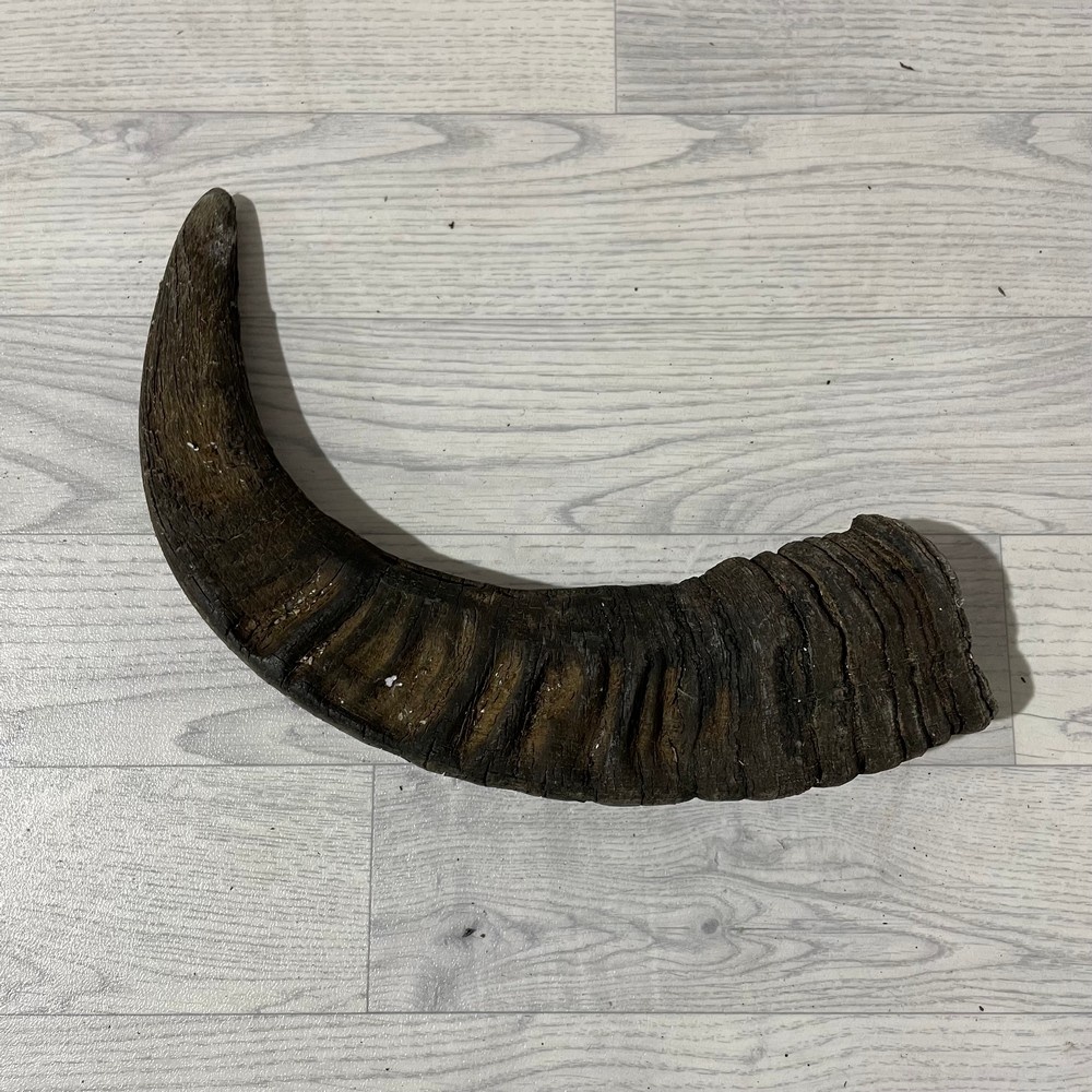 Lederstore Waterbuffel hoorn 55cm