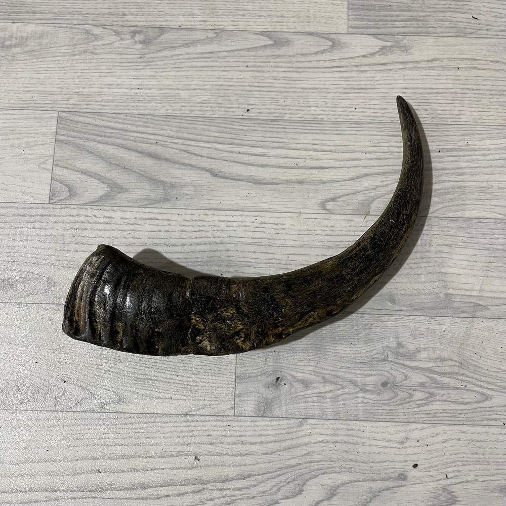 Lederstore Waterbuffel hoorn 50cm