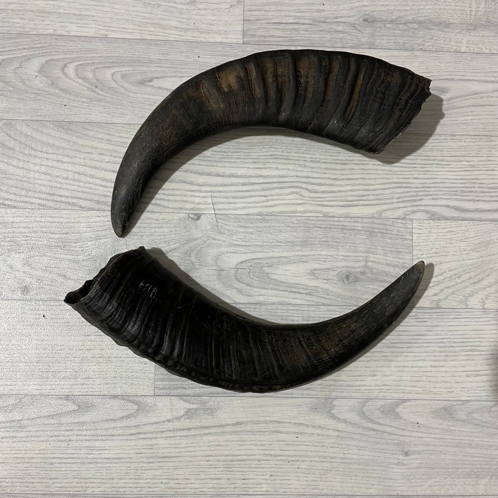 Lederstore Waterbuffel hoorns 45cm