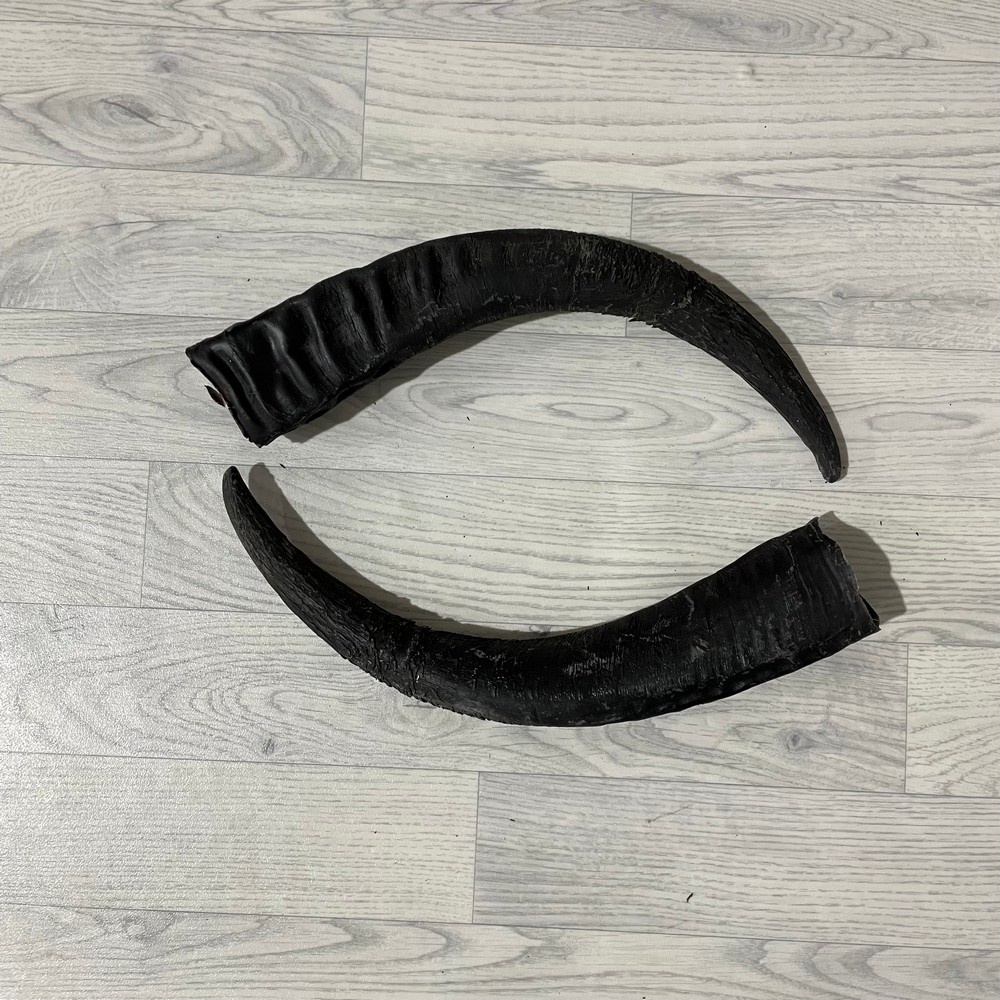 Lederstore Waterbuffel hoorns 50cm