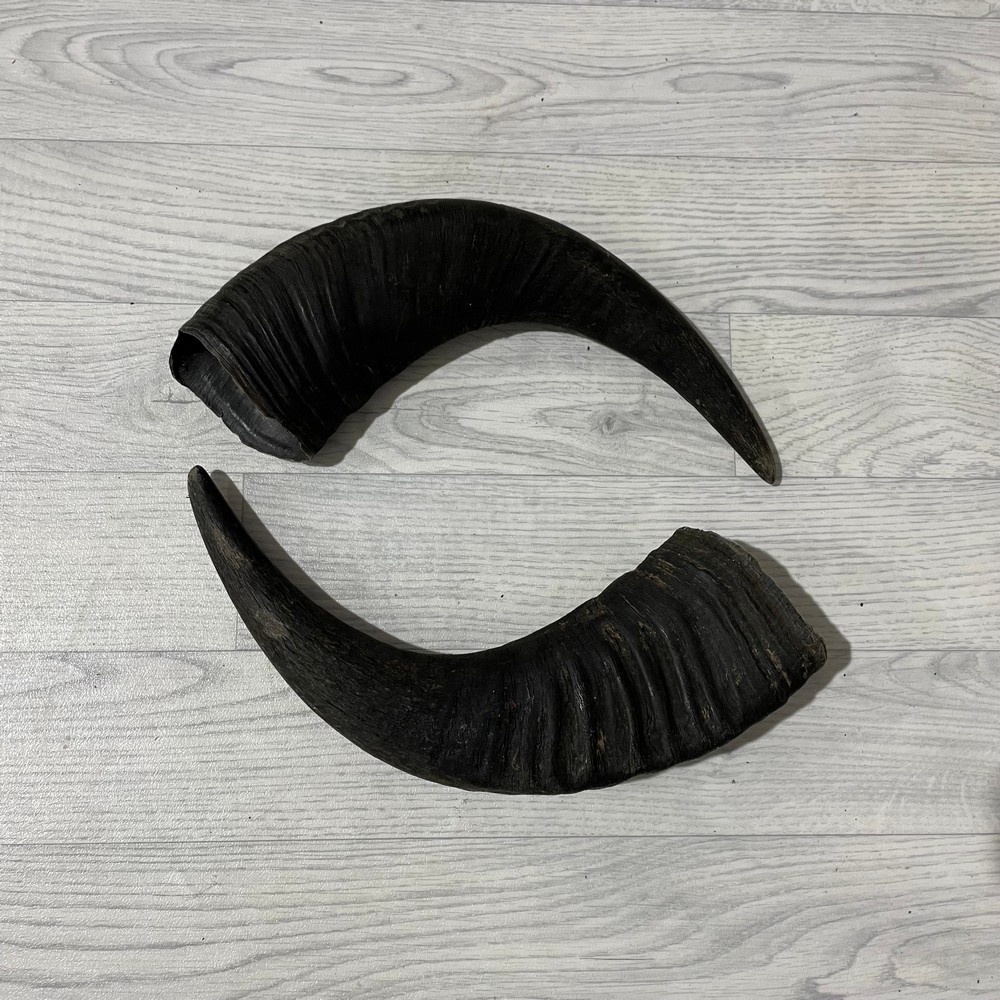 Lederstore Waterbuffel hoorns 45cm