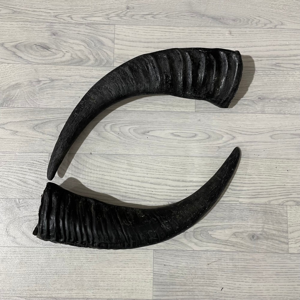 Lederstore Waterbuffel hoorns 50cm