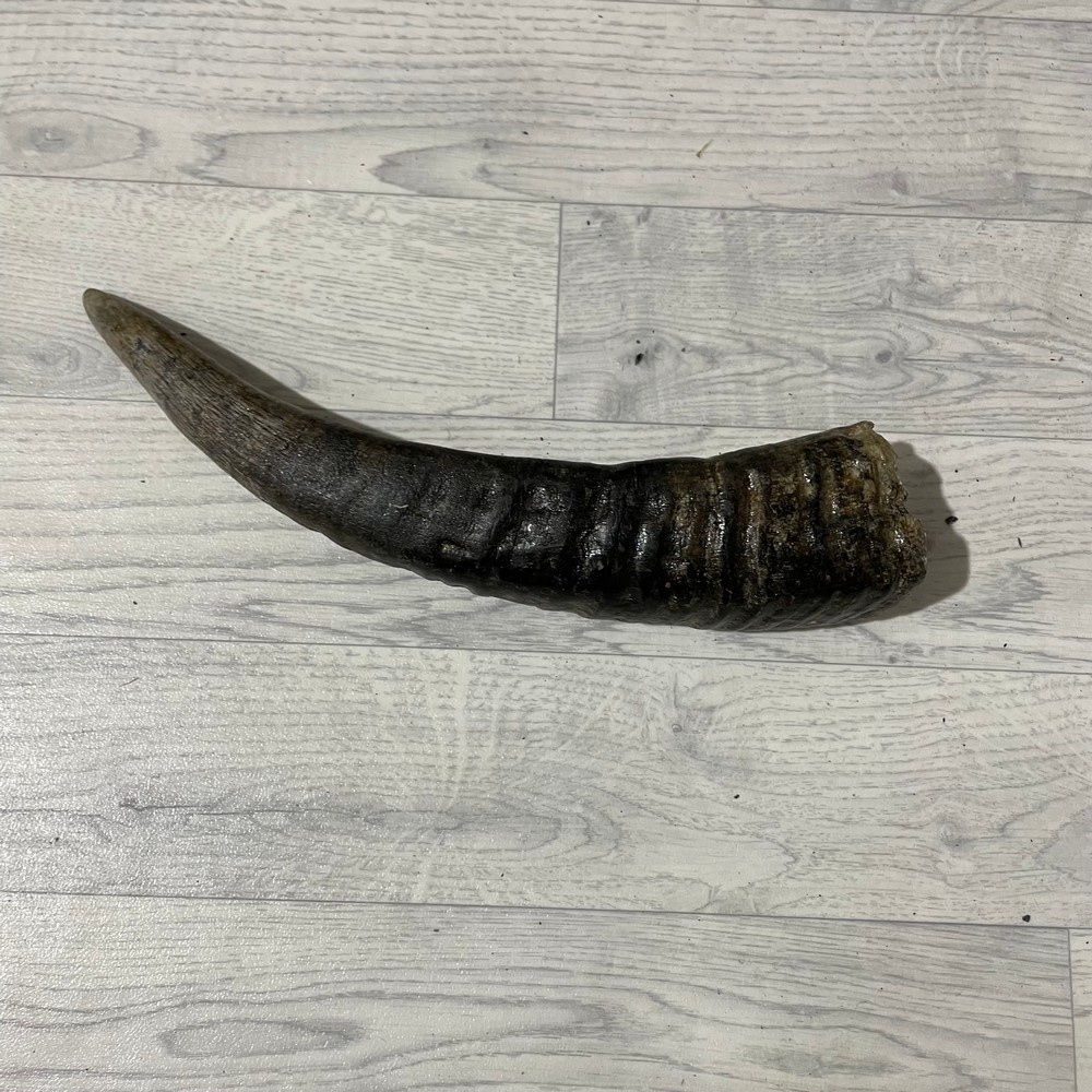 Lederstore Waterbuffel hoorn 40cm