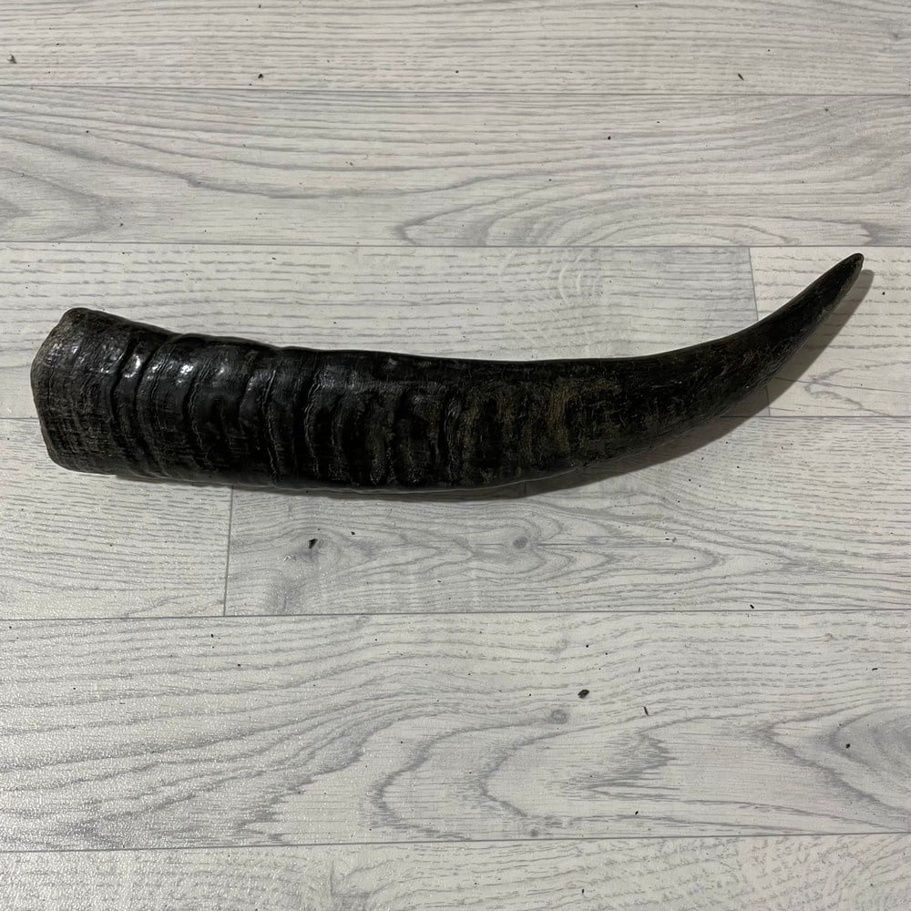 Lederstore Waterbuffel hoorn 45cm