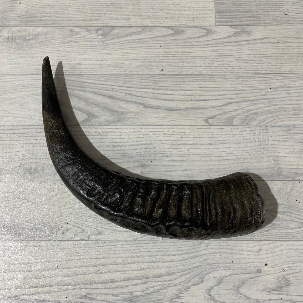 Lederstore Waterbuffel hoorn 55cm