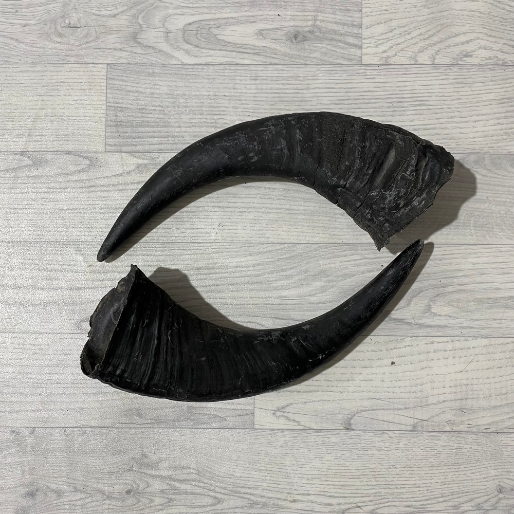 Lederstore Waterbuffel hoorns 40cm