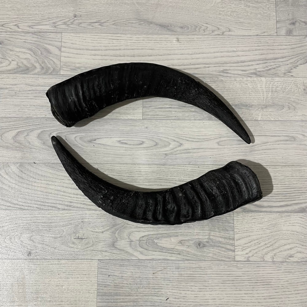 Lederstore Waterbuffel hoorns 50cm