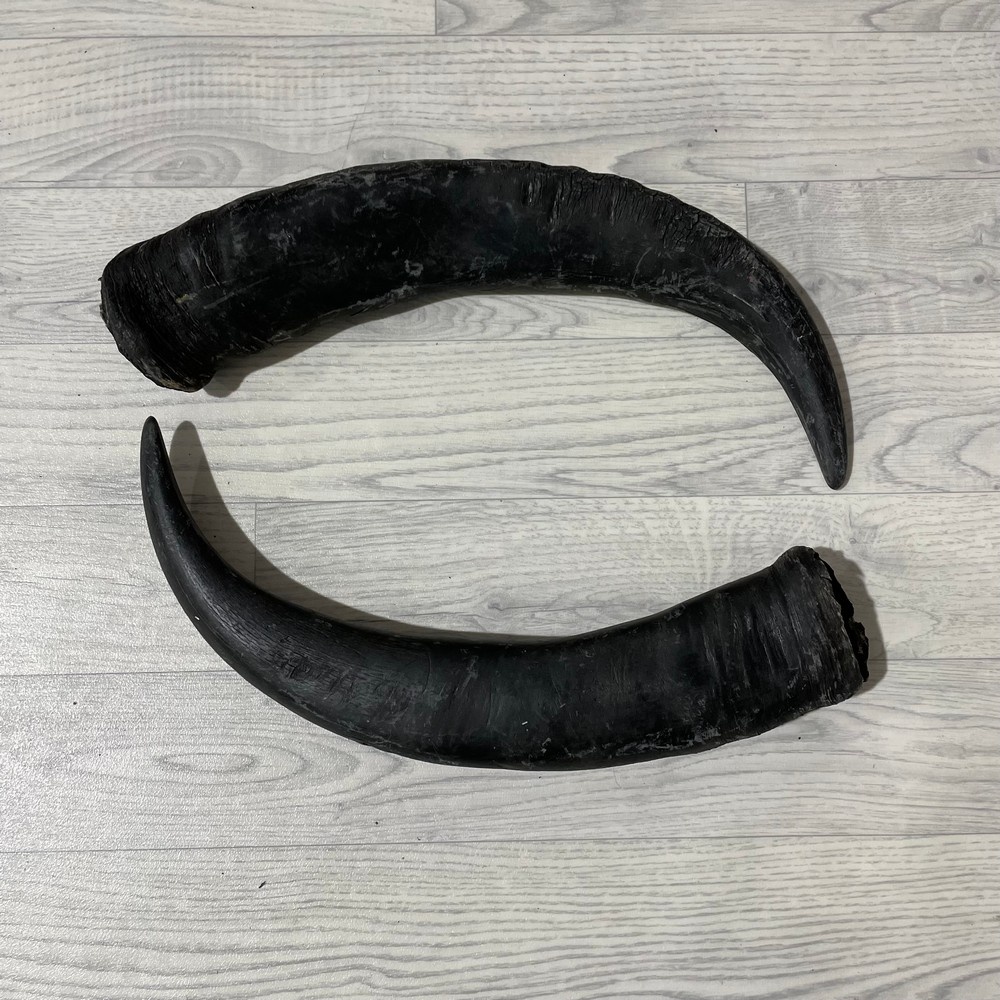 Lederstore Waterbuffel hoorns 55cm