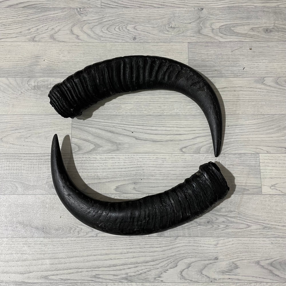 Lederstore Waterbuffel hoorns 60cm