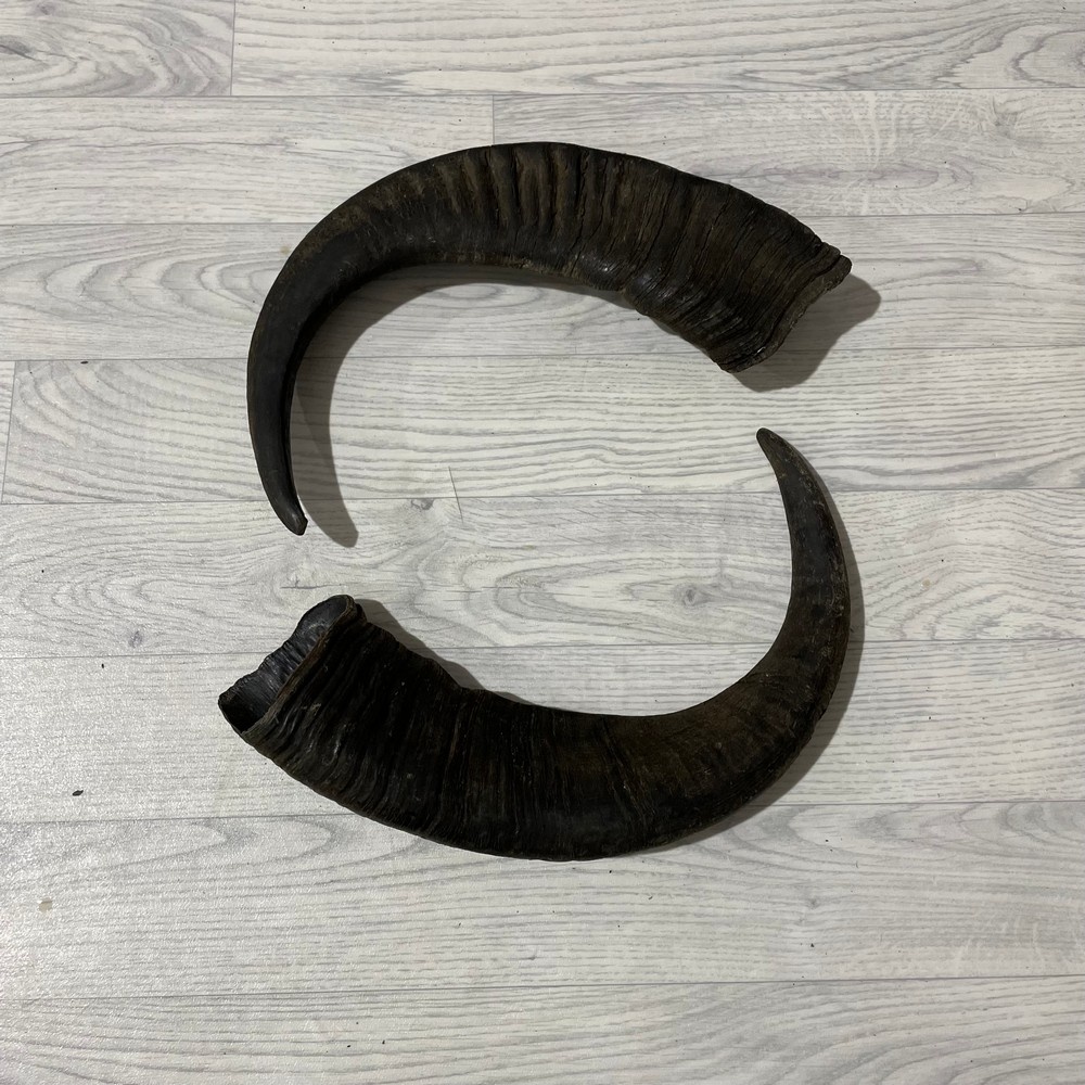 Lederstore Waterbuffel hoorns 60cm