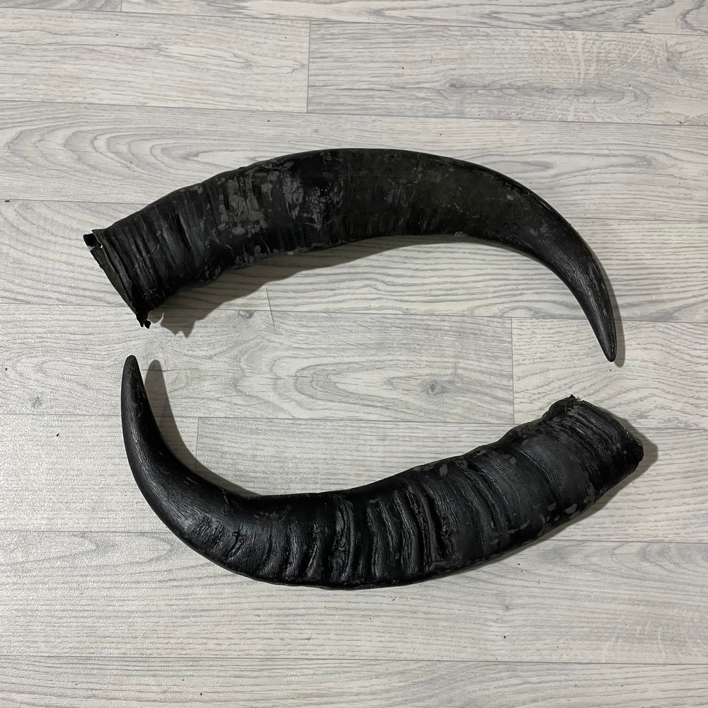 Lederstore Waterbuffel hoorns 60cm