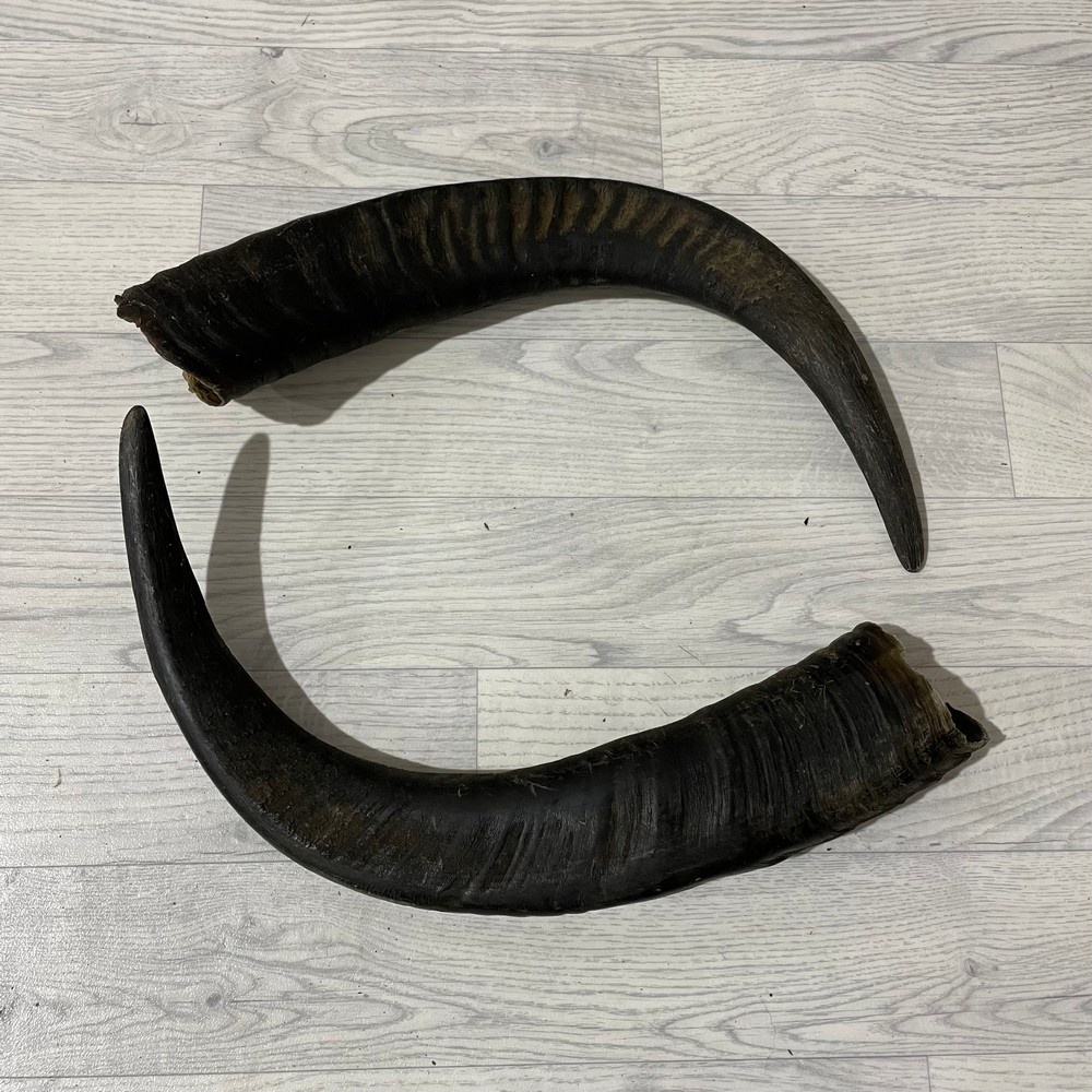 Lederstore Waterbuffel hoorns 60cm