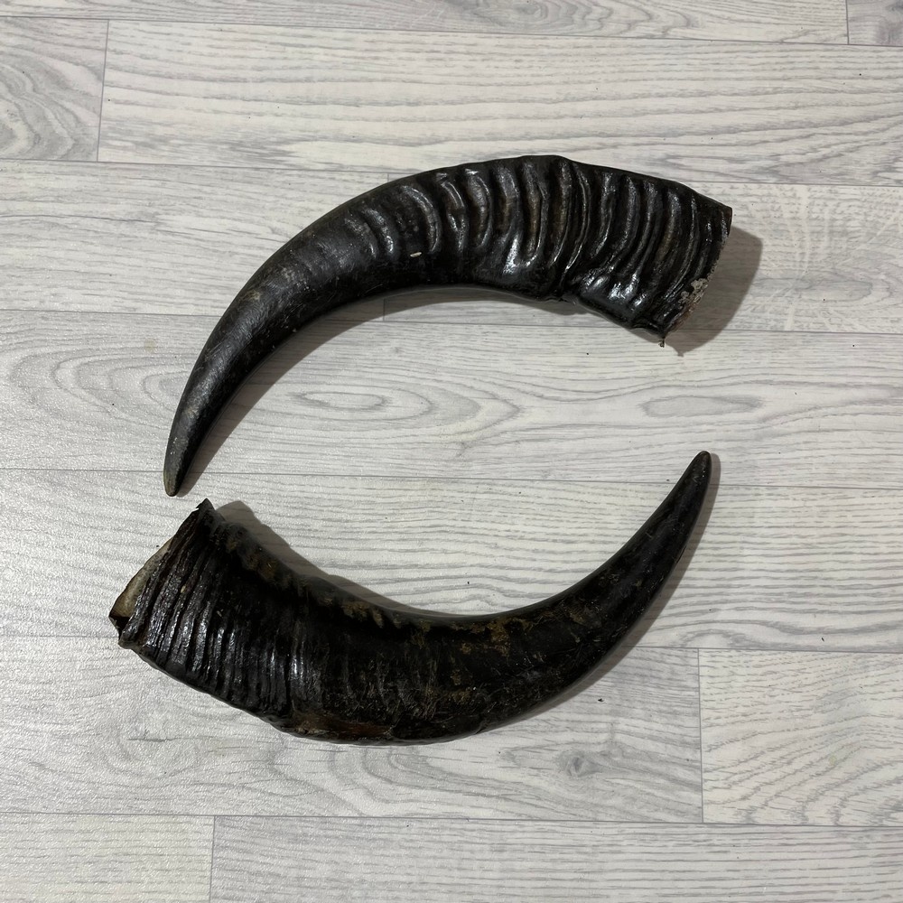 Lederstore Waterbuffel hoorns 45cm