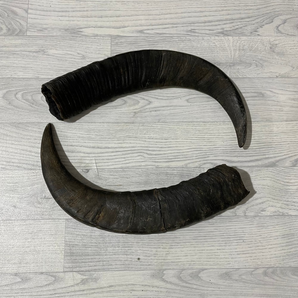 Lederstore Waterbuffel hoorns 55cm