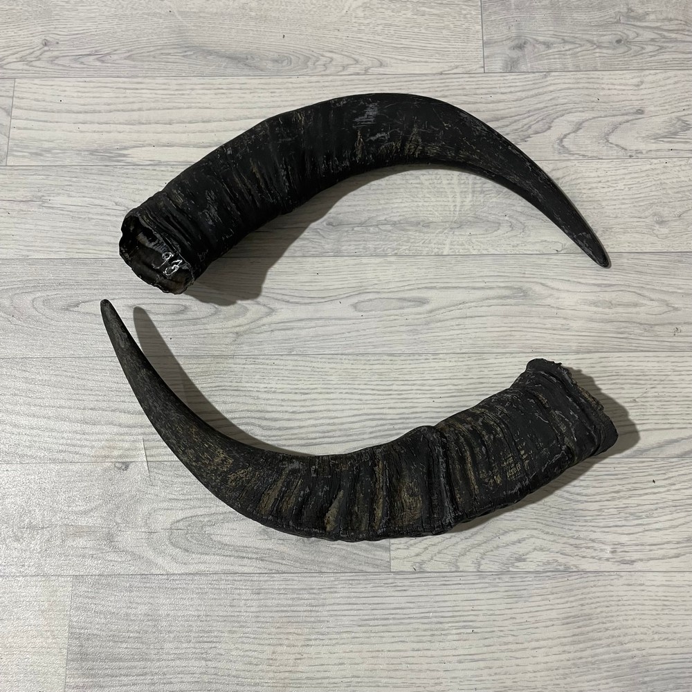 Lederstore Waterbuffel hoorns 60cm