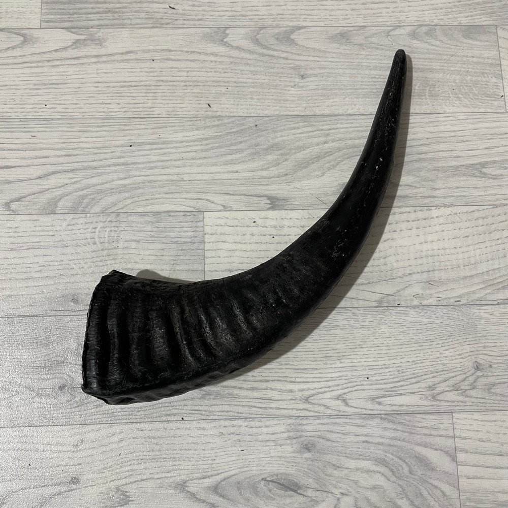 Lederstore Waterbuffel hoorn 50cm