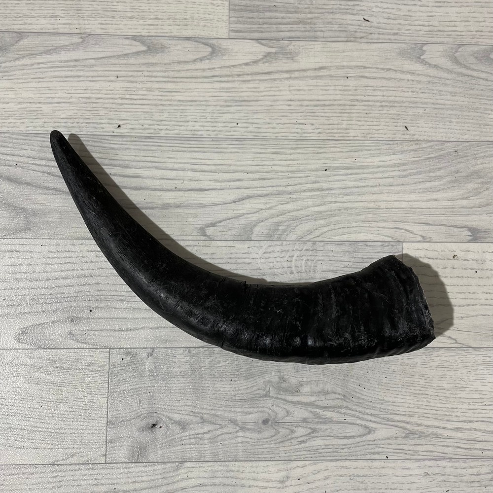 Lederstore Waterbuffel hoorn 40cm