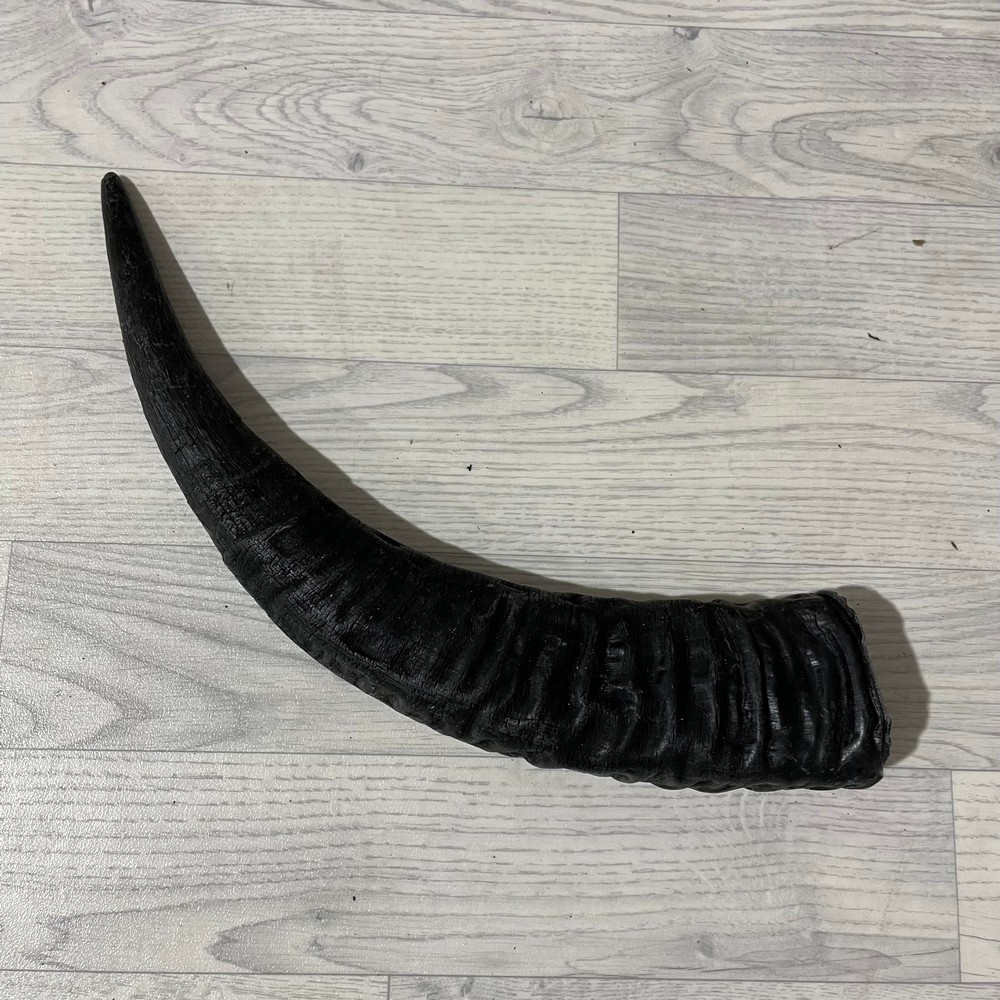 Lederstore Waterbuffel hoorn 55cm