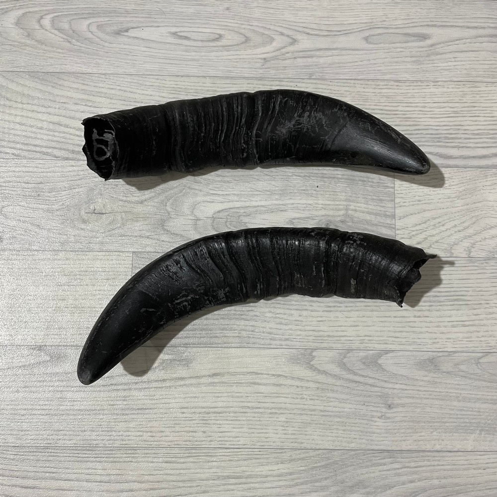 Lederstore Waterbuffel hoorns 40cm