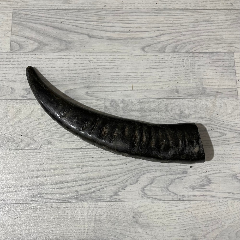 Lederstore Waterbuffel hoorn 40cm