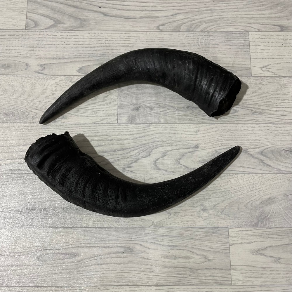 Lederstore Waterbuffel hoorns 45cm