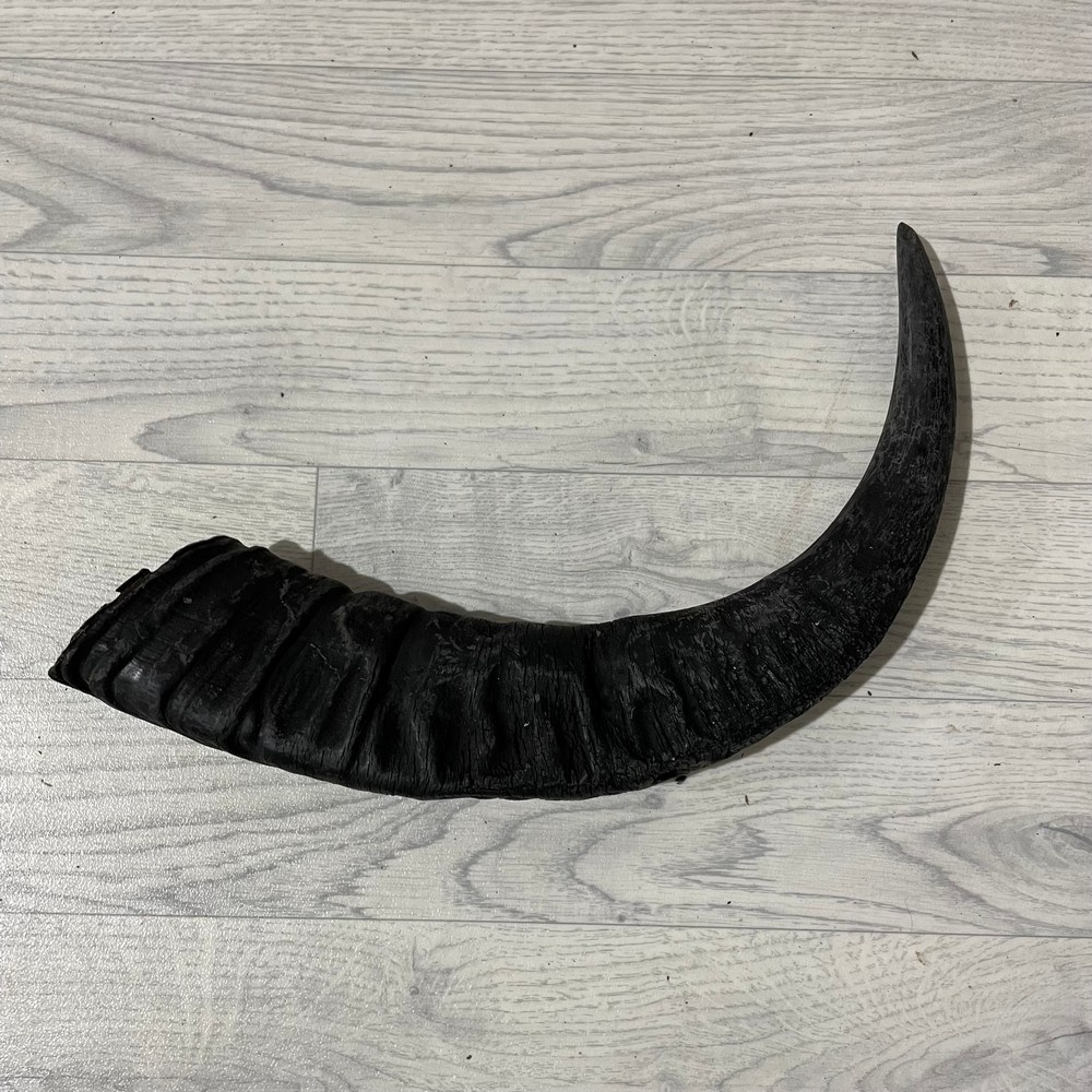 Lederstore Waterbuffel hoorn 55cm